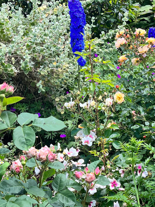 Another fantastic garden grown with Goodshit organic fertiliser!